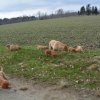 s - wurf  08. woche  31